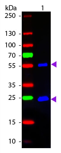 Mouse IgG (H&L) Antibody DyLight™ 488 Conjugated Pre-Adsorbed