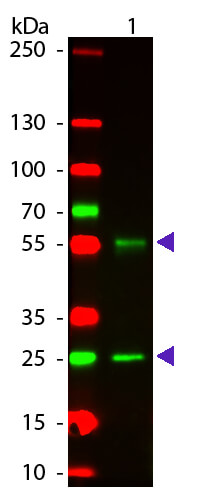 Mouse IgG (H&L) Antibody DyLight™ 549 Conjugated Pre-Adsorbed