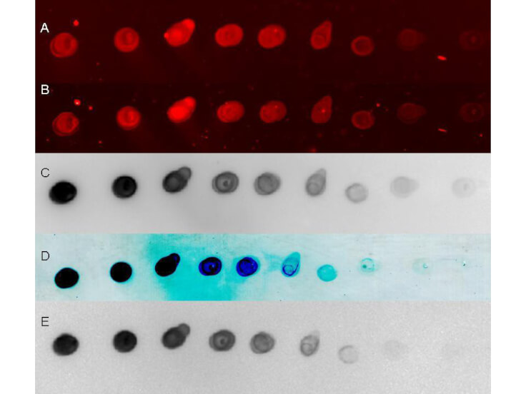 HRP-conjugated Goat-Anti-Rabbit secondary antibody- Immunoblot