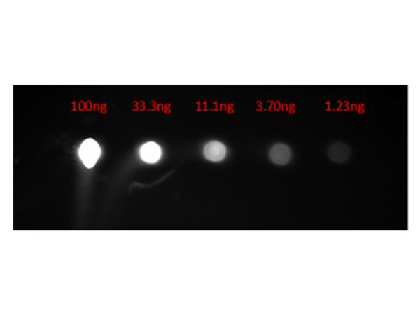Dot Blot of Goat Anti-Rabbit IgG CY3