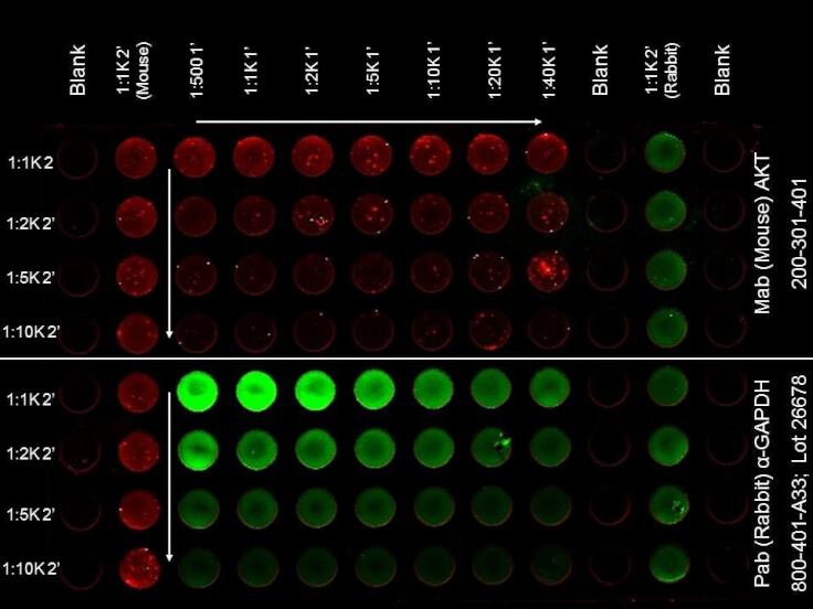 ELISA - Rabbit IgG (H&L) Antibody DyLight™ 800 Conjugated Pre-Adsorbed