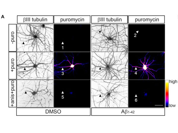Rabbit IgG (H&L) Antibody DyLight™ 405 Conjugated