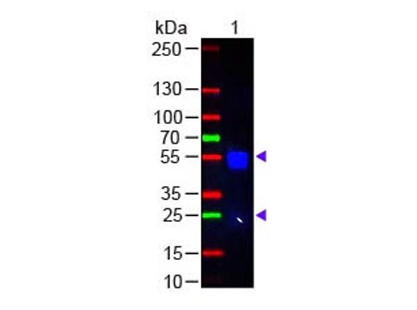 Rabbit IgG (H&L) Antibody DyLight™ 488 Conjugated Pre-Adsorbed
