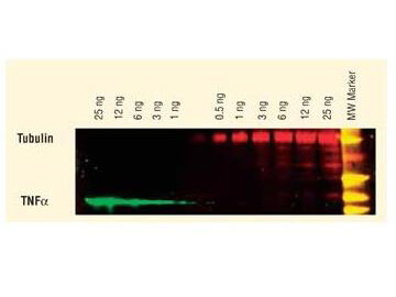 Rabbit IgG (H&L) Antibody DyLight™ 649 Conjugated Pre-Adsorbed
