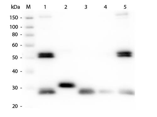 Western Blot of Anti-Rat IgG (H&L) (GOAT) Antibody (Min X Bv Ch Gt GP Ham Hs Hu Ms Rb & Sh Serum Proteins) (p/n 612-101-120)
