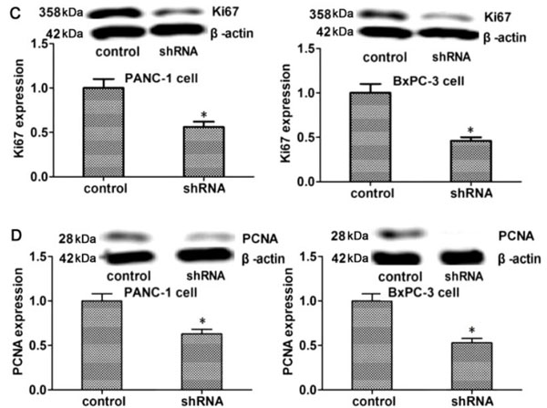 Western Blot results using Goat F(ab')2 Anti-Rabbit IgG