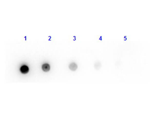 Dot Blot of Fab Anti-Mouse IgG Antibody