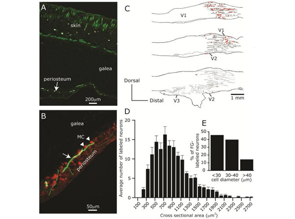 Fluorescent results using Avidin CY3