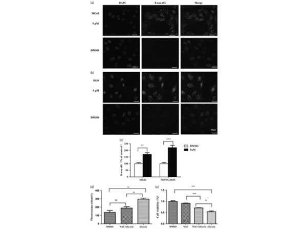 Fluorescent results using Avidin CY3