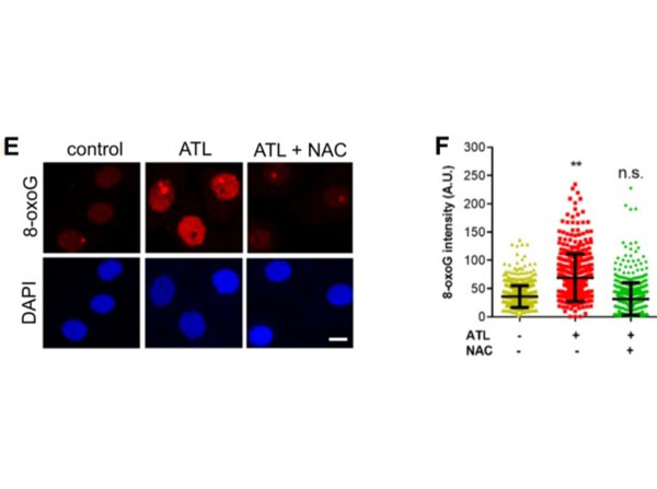 Fluorescent results using Avidin CY3