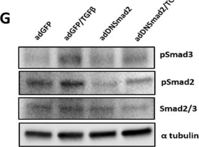 Western Blot of Anti-ALPHA-TUBULIN
