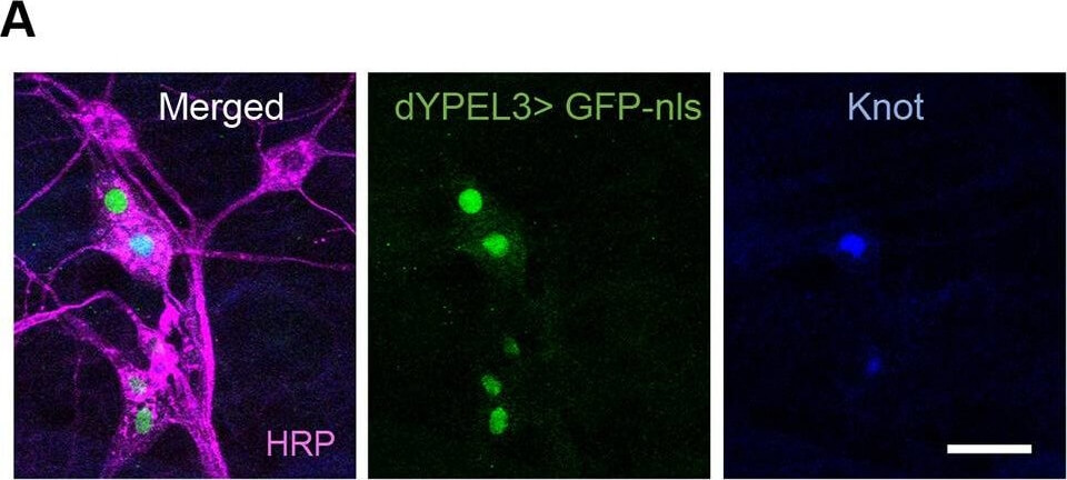 Immunofluorescence of Anti-RFP mx3
