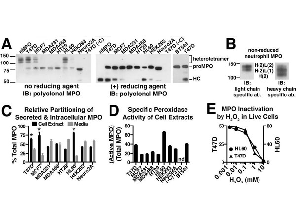 Western Blot and ELISA using Blotto (Non-Fat Dry Milk)
