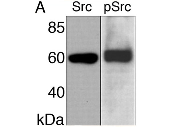 Western Blot using Blotto B