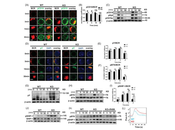 Cell purification with GP complement