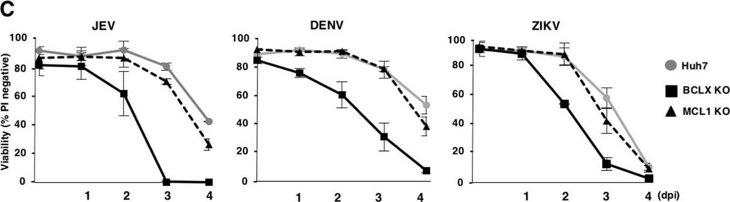 Western Blot of Anti-Mcl-1