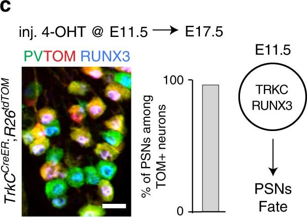 Immunocytochemistry of Chicken Anti-RFP