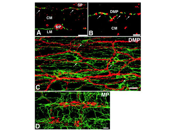 Immunohistochemistry using Guinea Pig Serum
