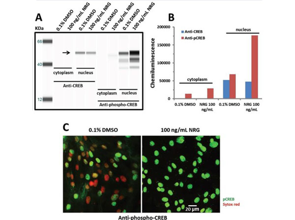 Immunofluorescence using Goat Serum