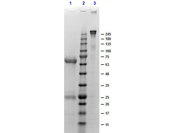 SDS-Page of Chicken Gamma Globulin Fraction.