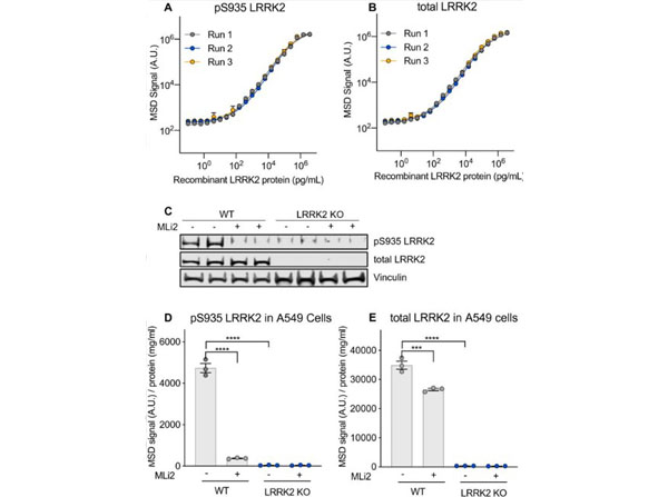 Assay using Rabbit gamma