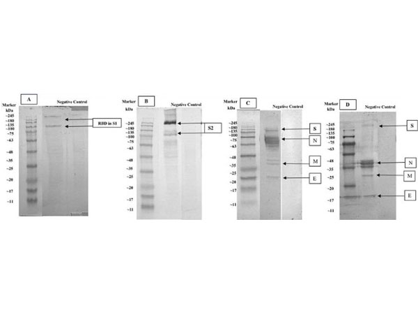 Western Blot using DAB