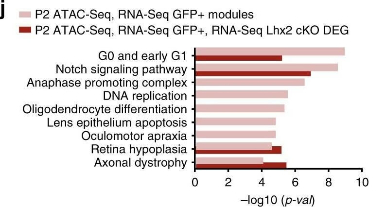 Flow Cytometry of Anti-GFP Antibody