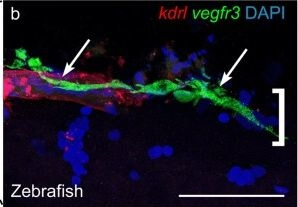 Immunohistochemistry of Anti-RFP