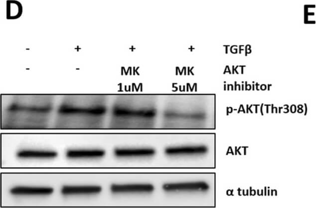Western Blot of Anti-ALPHA-TUBULIN