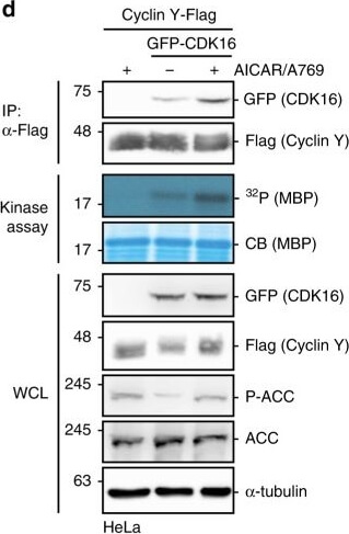 Western Blot of Mouse Anti-GFP