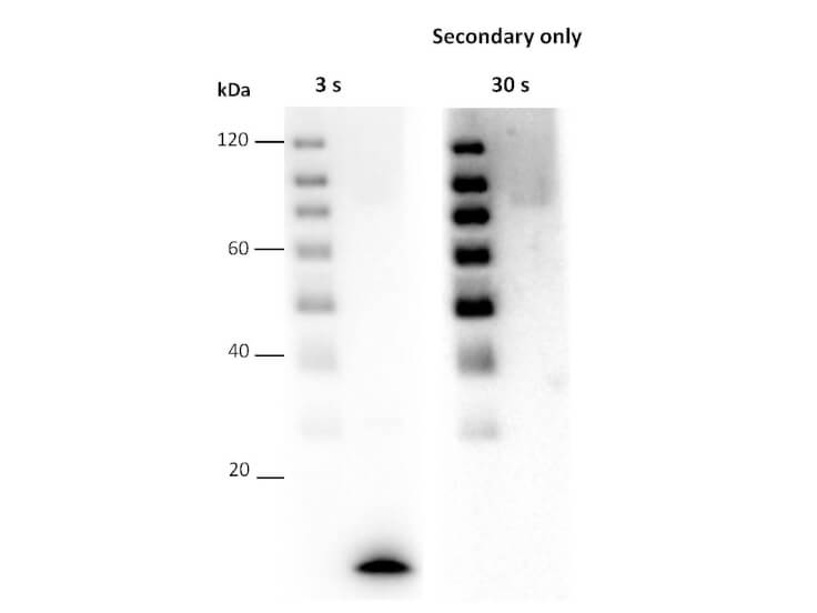 Western Blot using FemtoMax
