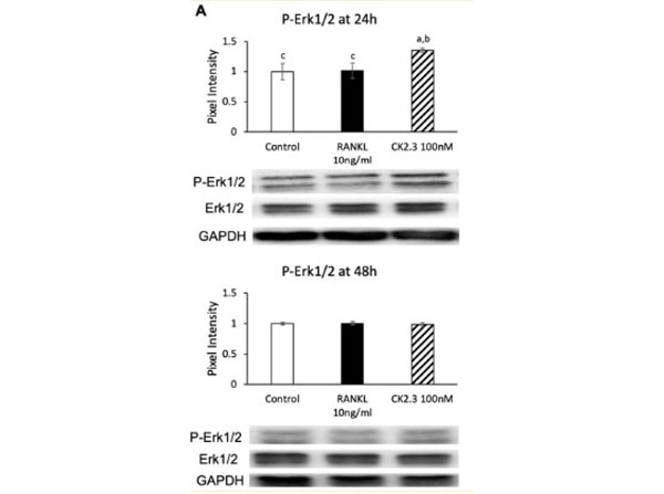 Western Blot using FEMTOMAX