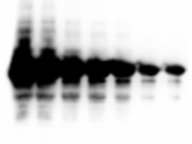 Western Blot using Femtomax
