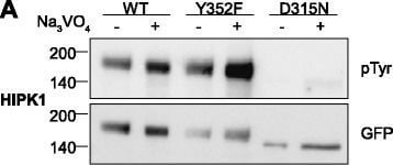 Western Blot of Anti-GFP