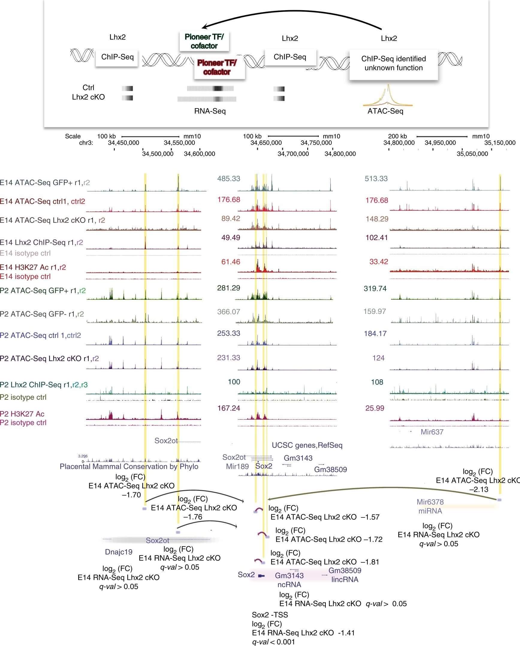 Flow Cytometry of Anti-GFP Antibody