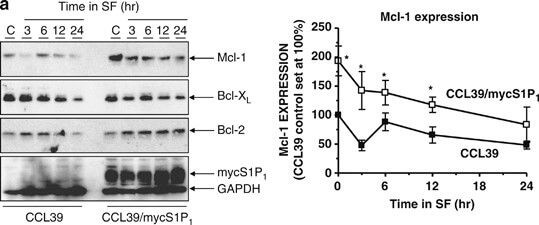 Western Blot of Anti-Mcl-1