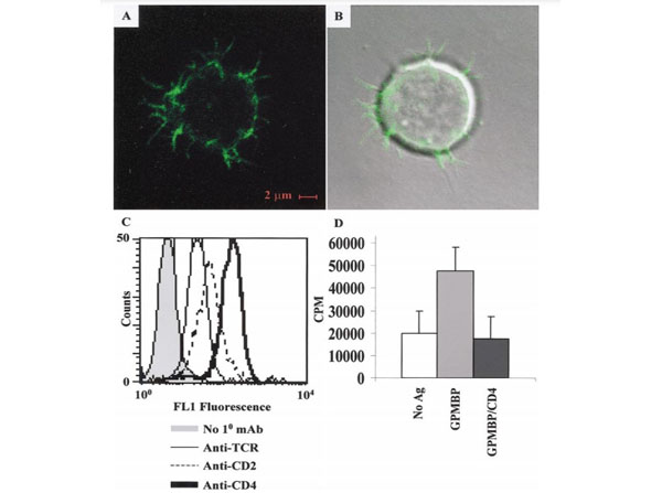 Assays using Guinea Pig Spinal Cord
