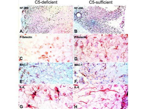 Assays using Guinea Pig Spinal Cord