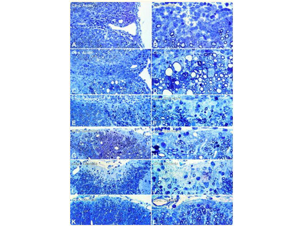Assays using Guinea Pig Spinal Cord