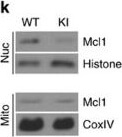 Western Blot of Anti-Mcl-1