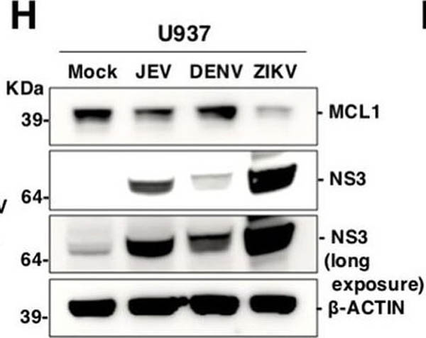 Western Blot of Anti-Mcl-1