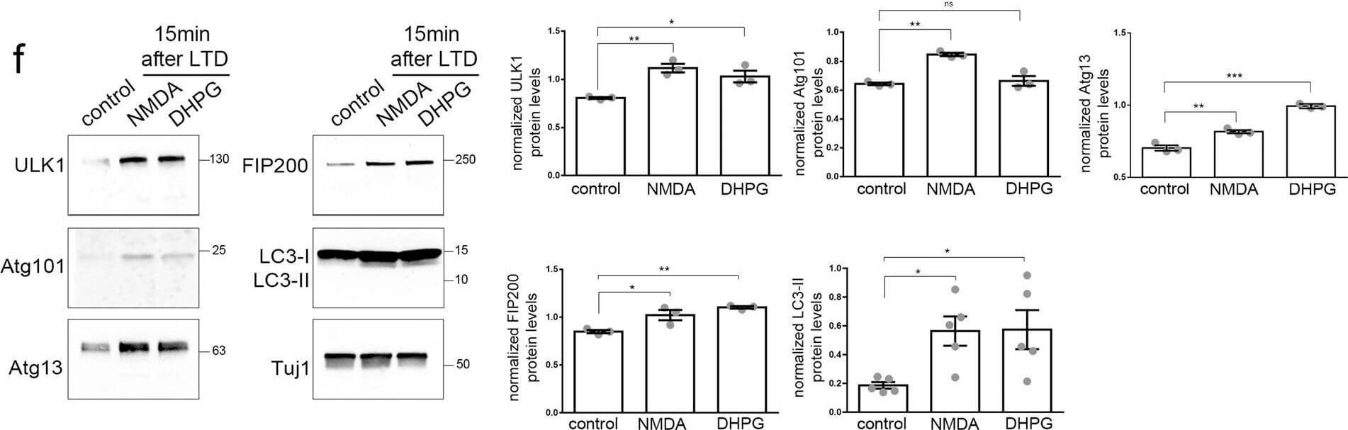 Western Blotting of Anti-ATG13 pS318