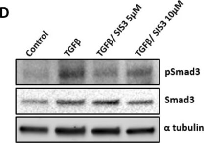 Western Blot of Anti-ALPHA-TUBULIN