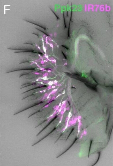 Immunohistochemistry of Anti-RFP