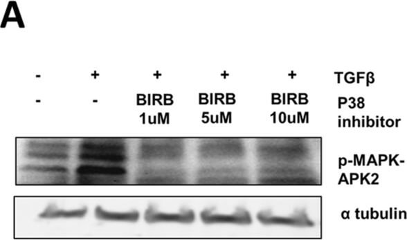 Western Blot of Anti-ALPHA-TUBULIN