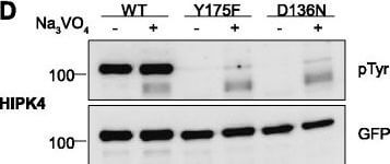Western Blot of Anti-GFP