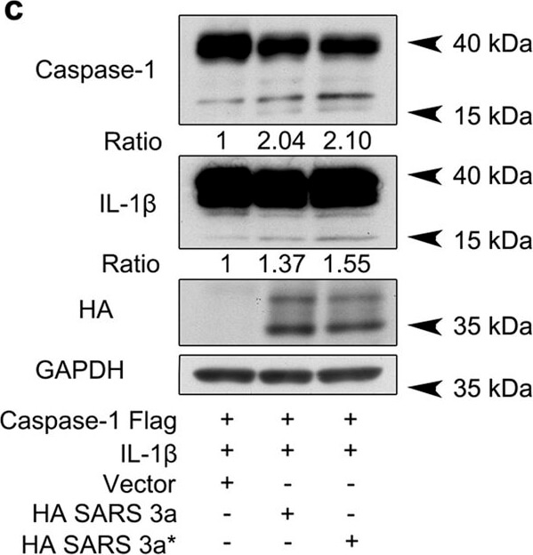 Western Blot of Anti-HA EPITOPE TAG