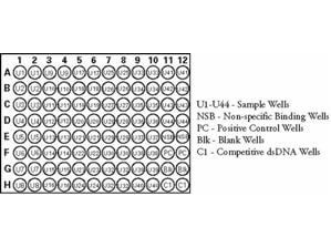 Rockland NF-kB (P65) ELISA Kit