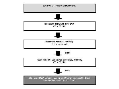Anti-RFP Chemiluminescent Kit for Western blot
