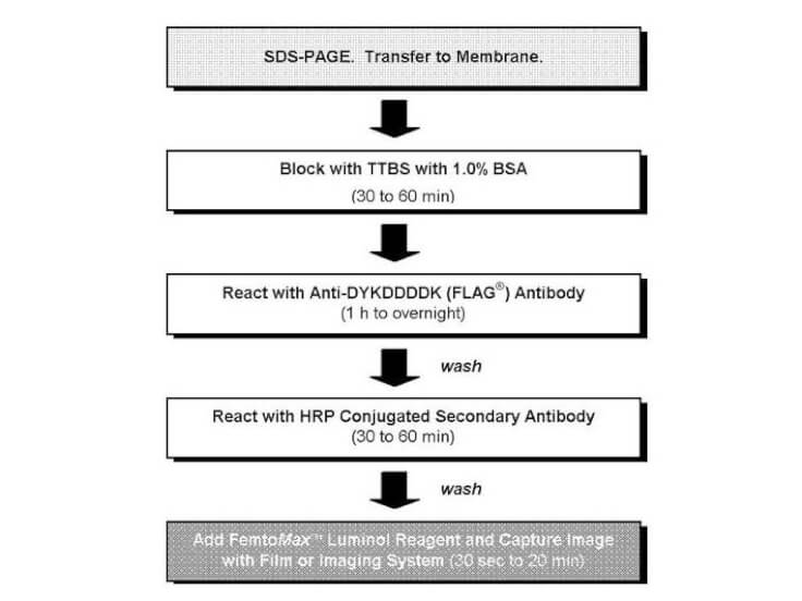 Anti-DYKDDDDK (FLAG®) Chemiluminescent Kit for Western blot